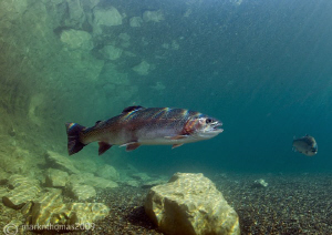 Rainbow trout.
D3 15mm 1.4T/C. by Mark Thomas 